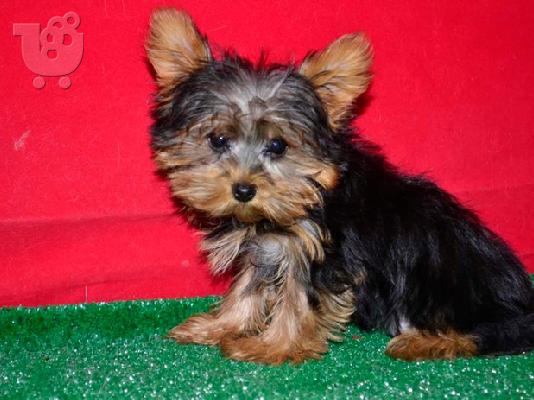 PoulaTo: Pedigree  male and female Yorkshire Terrier  puppies for rehoming